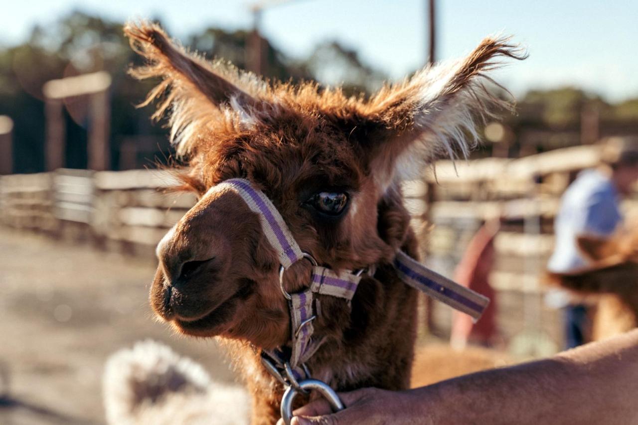 Hunter Valley Resort, Hunter Farm Adventure Centre & 4 Pines At The Farm Pokolbin Zewnętrze zdjęcie